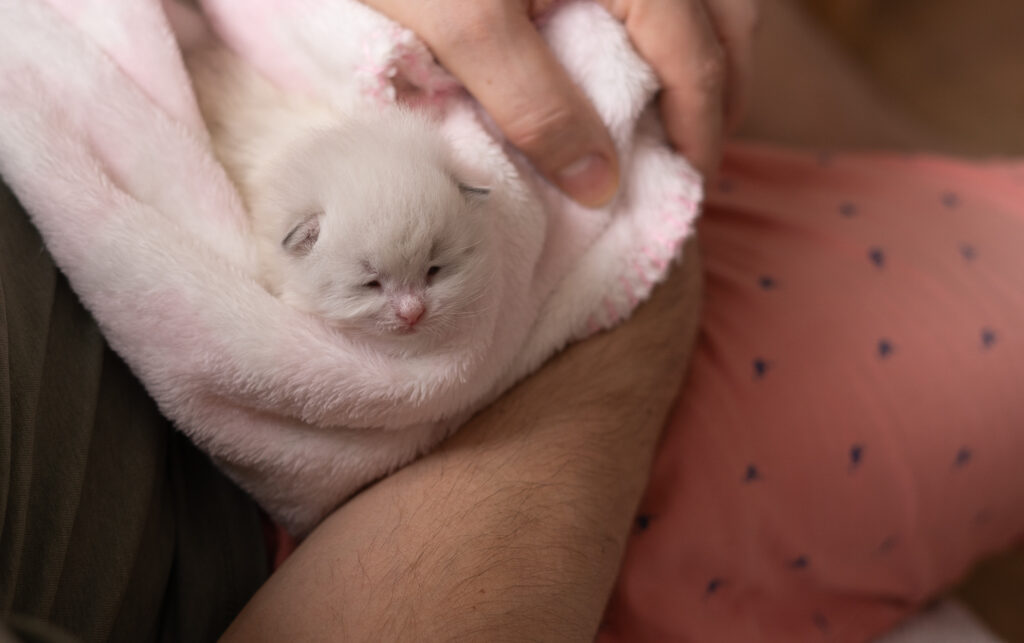 Kocięta Neva Masquerade z Rodowodem Felis Polonii – Hodowla Felis de Nieve