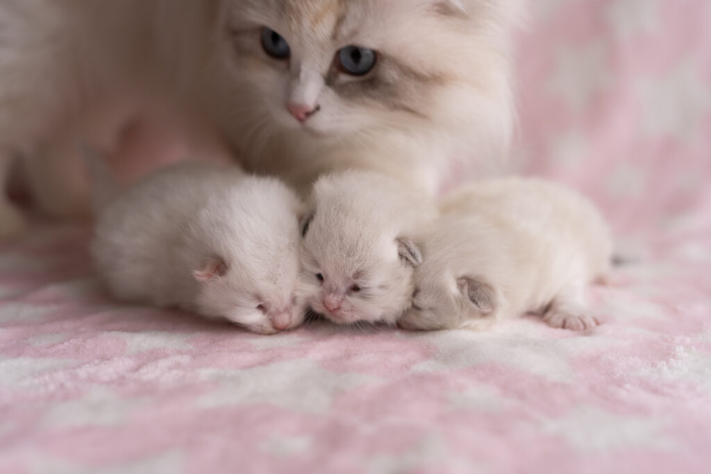 Kocięta Neva Masquerade z Rodowodem Felis Polonii – Hodowla Felis de Nieve