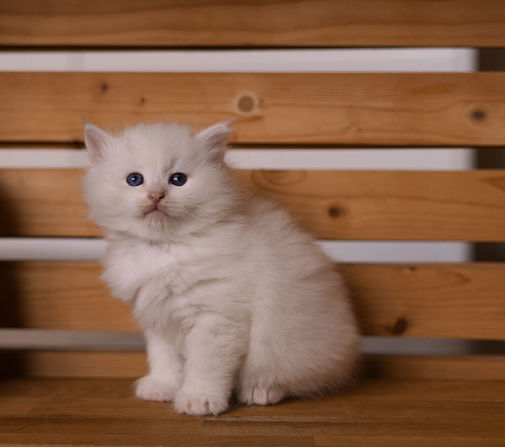 Kocięta Neva Masquerade z Rodowodem Felis Polonii – Hodowla Felis de Nieve