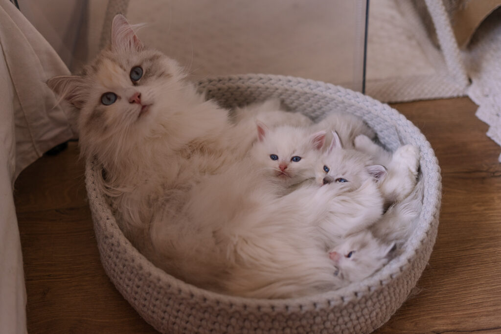 Kocięta Neva Masquerade z Rodowodem Felis Polonii – Hodowla Felis de Nieve