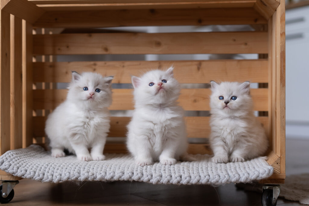 Kocięta Neva Masquerade bawiące się w hodowli Felis de Nieve