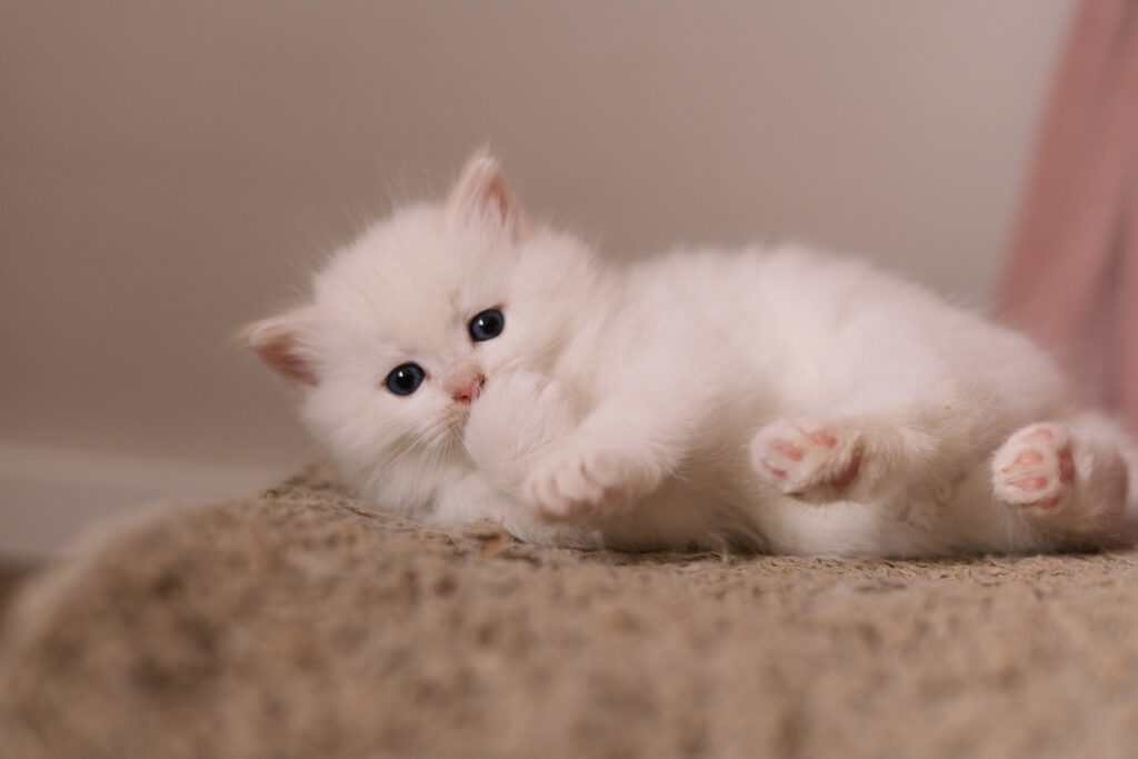 Kocięta Neva Masquerade z Rodowodem Felis Polonii – Hodowla Felis de Nieve