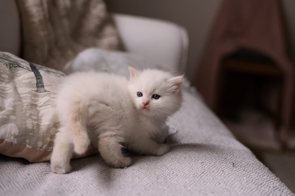 Kocięta Neva Masquerade z Rodowodem Felis Polonii – Hodowla Felis de Nieve