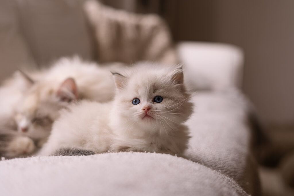 Kocięta Neva Masquerade z Rodowodem Felis Polonii – Hodowla Felis de Nieve