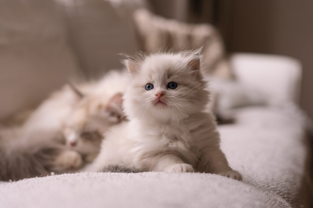 Kocięta Neva Masquerade z Rodowodem Felis Polonii – Hodowla Felis de Nieve