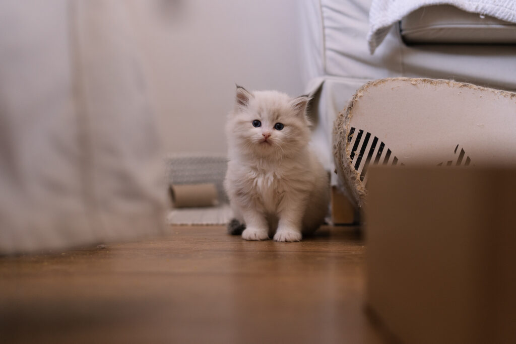 mała kotka Neva masquerade siedząca obok kanapy | Gdańsk