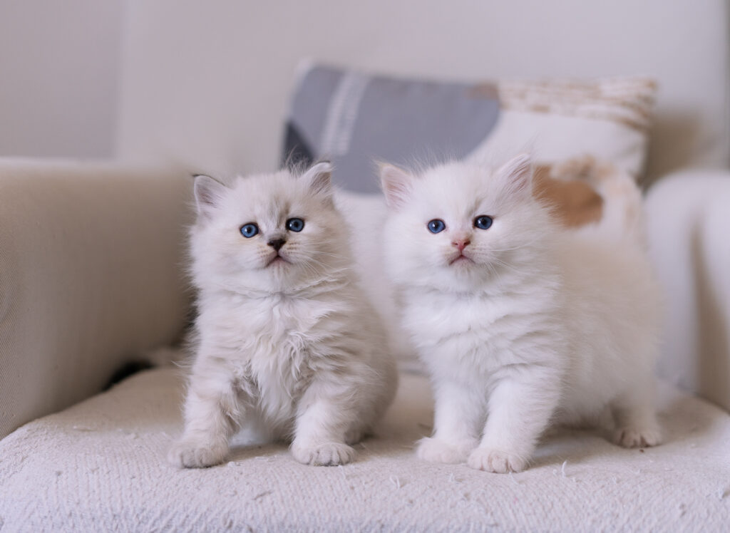 Kocięta Neva Masquerade z Rodowodem Felis Polonii – Hodowla Felis de Nieve