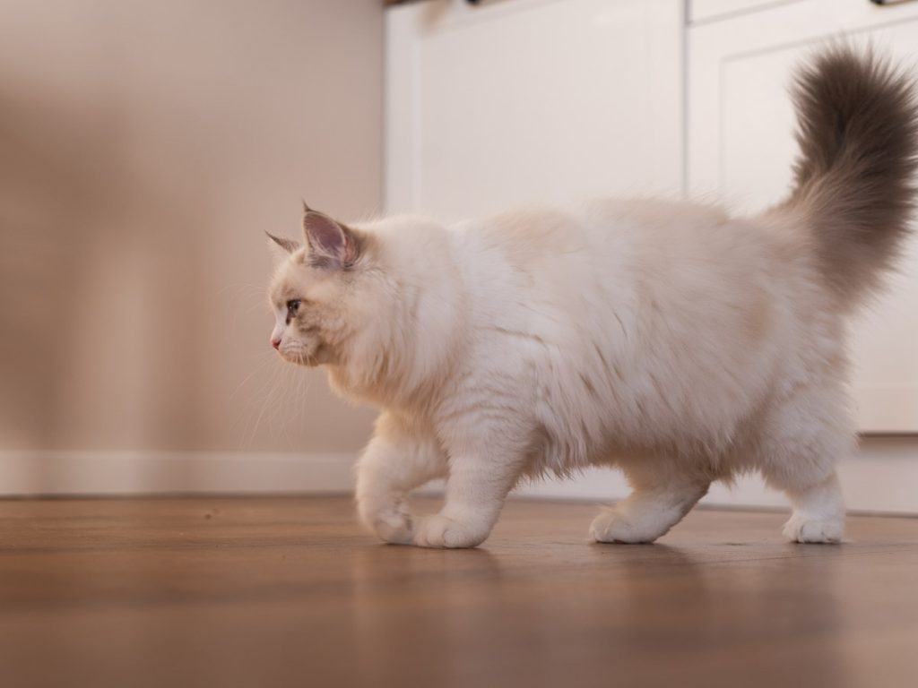 profil kotki neva masquerade w ruchu, w kuchni hodowli Felis de Nieve