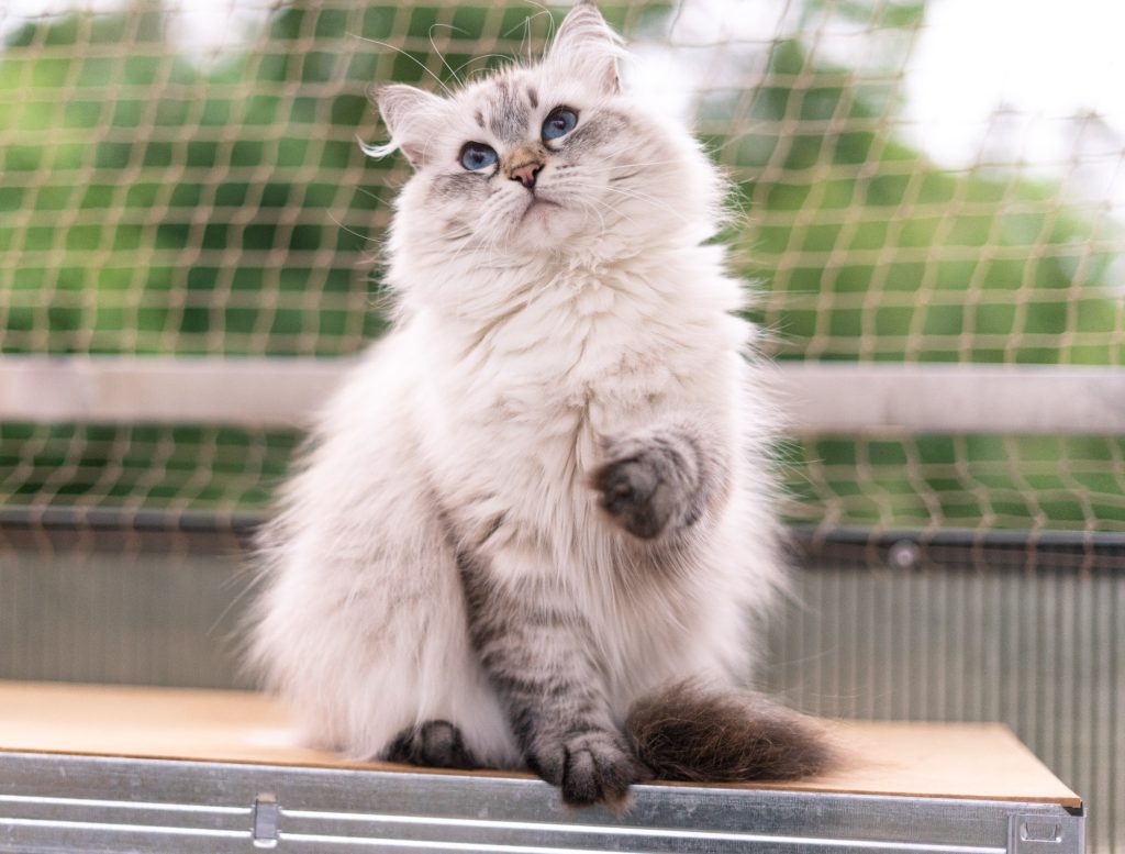 unosząca jedną łapkę puchata kotka Neva masquerade, w tle siatka zabezpieczająca balkon dla kota